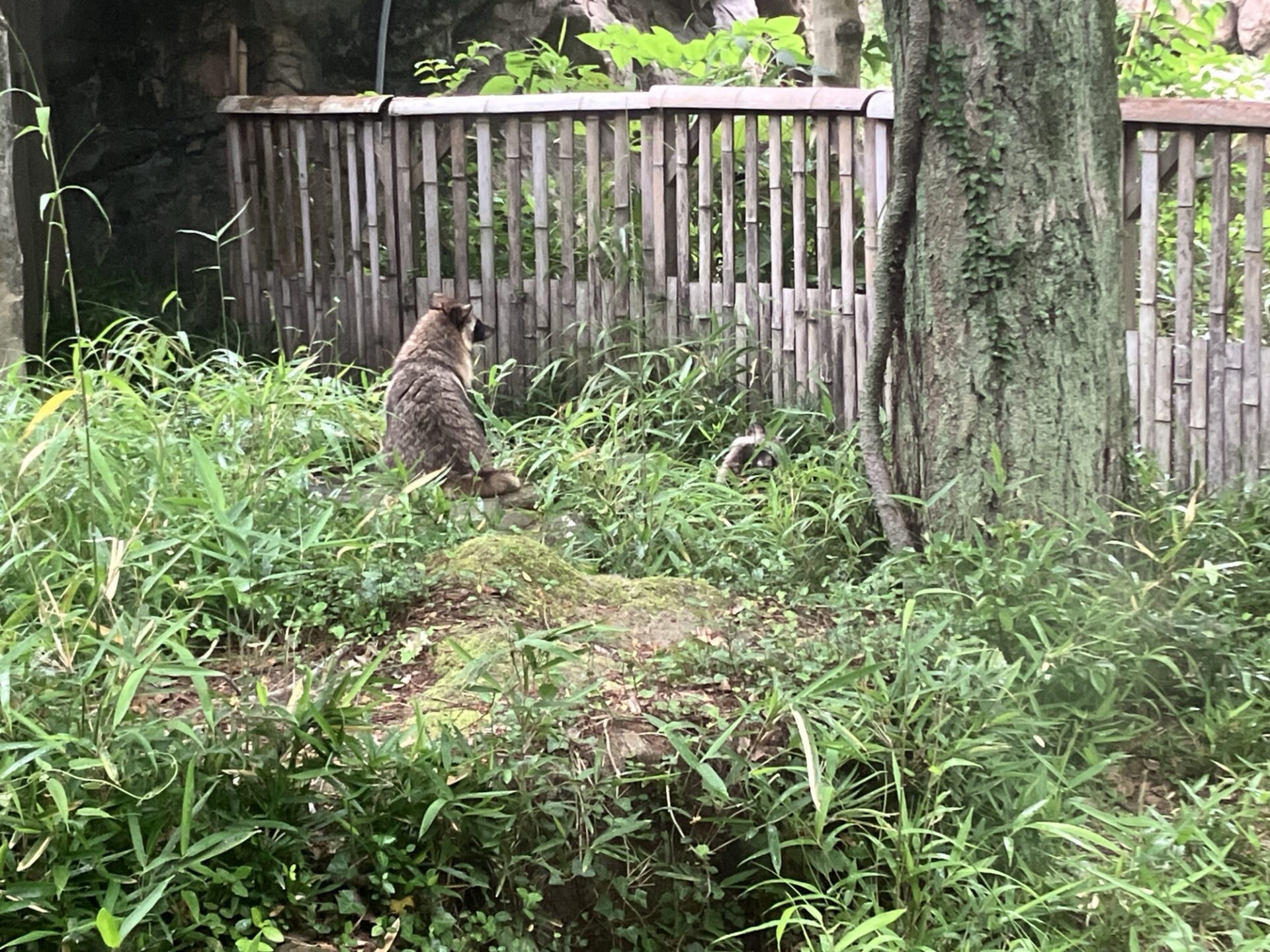 保護中: たぬきの写真（高画質データ）